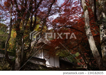 鳥取四個季節散步秋天鹽上寺 鳥取四個季節散步秋天鹽上寺 134182635