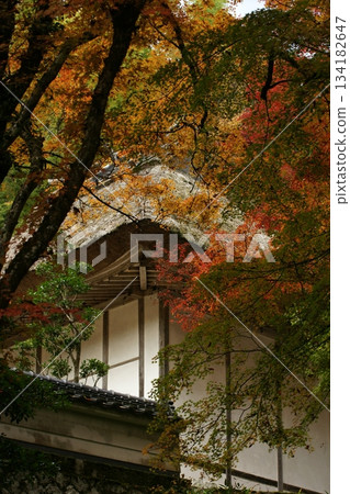 鳥取四個季節散步秋天鹽上寺 鳥取四個季節散步秋天鹽上寺 134182647