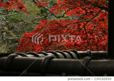 鳥取四個季節散步秋天鹽上寺 鳥取四個季節散步秋天鹽上寺 134182650