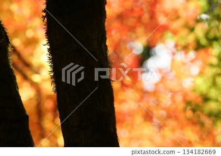 鳥取四個季節散步秋天鹽上寺 134182669