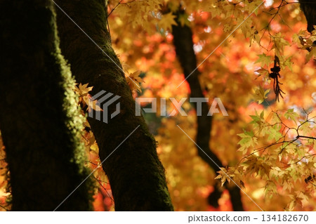 鳥取四個季節散步秋天鹽上寺 鳥取四個季節散步秋天鹽上寺 134182670