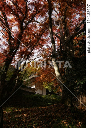 鳥取四個季節散步秋天鹽上寺 134182697