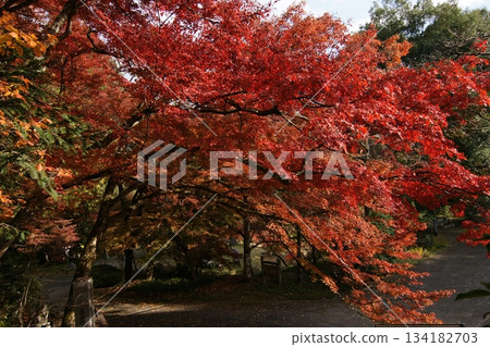 鳥取四個季節散步秋天鹽上寺 134182703
