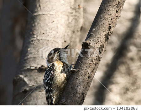 一隻小啄木鳥棲息在樹上 134182868