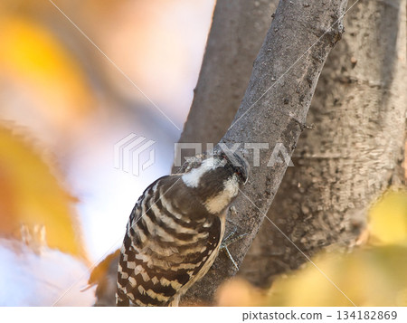 Small woodpecker searching for food Small woodpecker searching for food 134182869