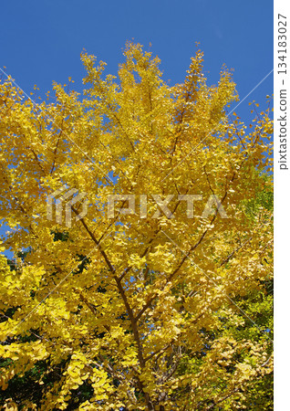 Ginkgo biloba with blue leaves and blue sky Ginkgo biloba with blue leaves and blue sky 134183027
