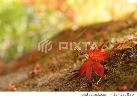 Tottori Shiki's Walk Autumn Chito Suwa Shrine 134183050