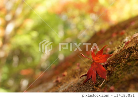 Tottori Shiki的步行秋天Ch訪Su訪神社 134183051
