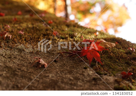 Tottori Shiki's Walk Autumn Chito Suwa Shrine 134183052