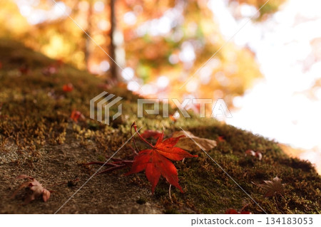 Tottori Shiki的步行秋天Ch訪Su訪神社 Tottori Shiki的步行秋天Ch訪Su訪神社 134183053