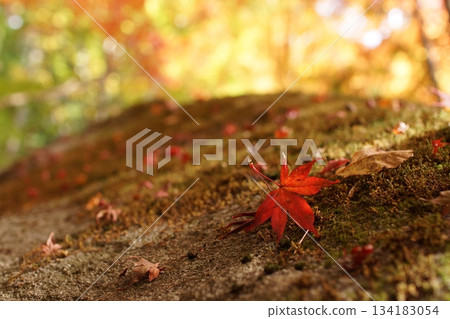 Tottori Shiki的步行秋天Ch訪Su訪神社 Tottori Shiki的步行秋天Ch訪Su訪神社 134183054