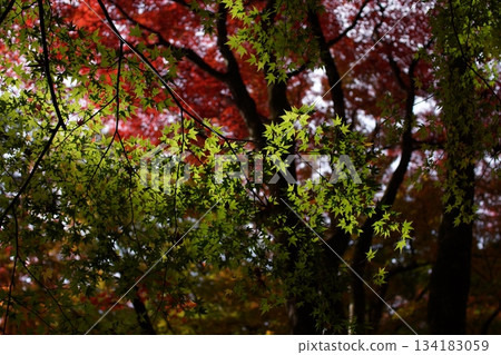 Tottori Shiki的步行秋天Ch訪Su訪神社 Tottori Shiki的步行秋天Ch訪Su訪神社 134183059