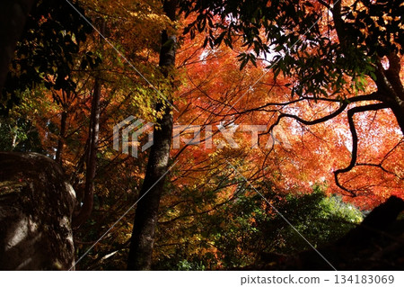 Tottori Shiki's Walk Autumn Chito Suwa Shrine 134183069