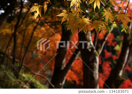 Tottori Shiki的步行秋天Ch訪Su訪神社 134183071