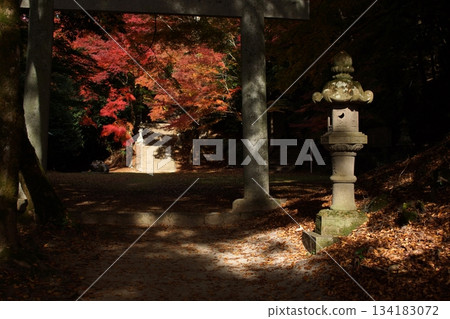 Tottori Shiki的步行秋天Ch訪Su訪神社 Tottori Shiki的步行秋天Ch訪Su訪神社 134183072