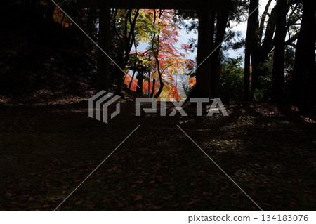 Tottori Shiki的步行秋天Ch訪Su訪神社 Tottori Shiki的步行秋天Ch訪Su訪神社 134183076