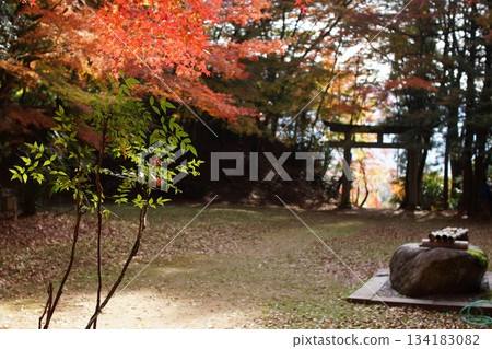Tottori Shiki's Walk Autumn Chito Suwa Shrine 134183082