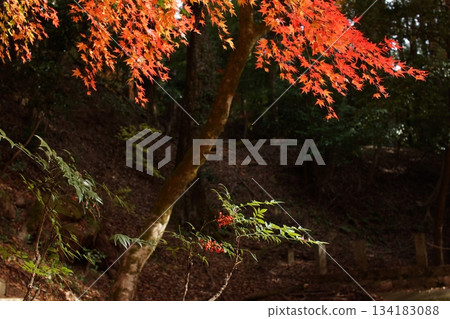 Tottori Shiki's Walk Autumn Chito Suwa Shrine Tottori Shiki's Walk Autumn Chito Suwa Shrine 134183088