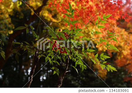 Tottori Shiki的步行秋天Ch訪Su訪神社 134183091