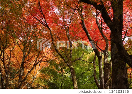 Tottori Shiki's Walk Autumn Chito Suwa Shrine 134183126