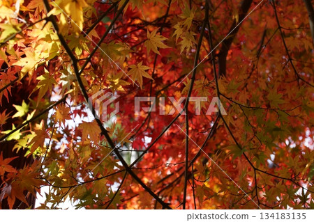 Tottori Shiki's Walk Autumn Chito Suwa Shrine Tottori Shiki's Walk Autumn Chito Suwa Shrine 134183135