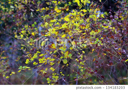 深秋的里山，太陽落得早。樹和草紛紛落下枝葉，為冬天做準備。木頭在吹。 134183203