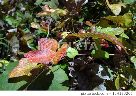 Satoyama in late autumn, the sun sets early. Trees and grass are preparing for winter by dropping their branches and leaves. The wood was blowing. 134183205