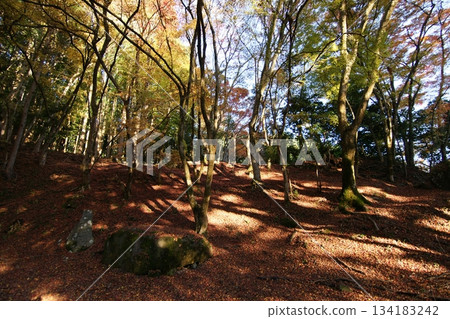 Tottori Shiki的步行秋天Ch訪Su訪神社 Tottori Shiki的步行秋天Ch訪Su訪神社 134183242