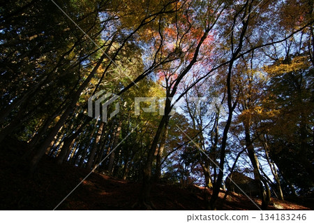 Tottori Shiki's Walk Autumn Chito Suwa Shrine Tottori Shiki's Walk Autumn Chito Suwa Shrine 134183246