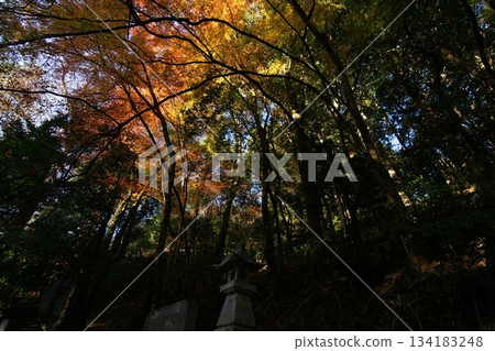 Tottori Shiki的步行秋天Ch訪Su訪神社 Tottori Shiki的步行秋天Ch訪Su訪神社 134183248