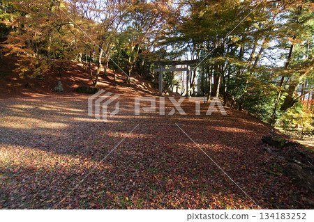 Tottori Shiki的步行秋天Ch訪Su訪神社 134183252