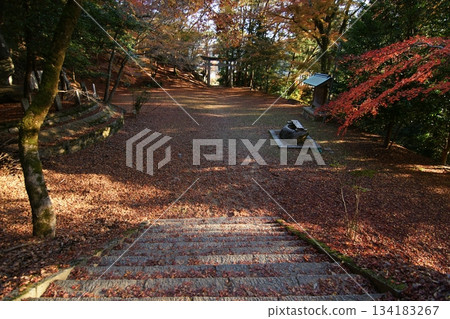 Tottori Shiki's Walk Autumn Chito Suwa Shrine Tottori Shiki's Walk Autumn Chito Suwa Shrine 134183267