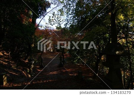 Tottori Shiki's Walk Autumn Chito Suwa Shrine Tottori Shiki's Walk Autumn Chito Suwa Shrine 134183270