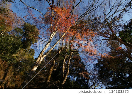 Tottori Shiki's Walk Autumn Chito Suwa Shrine 134183275