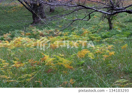 The fresh air drifts through the forest as autumn deepens. The ferns, once thriving, are now turning colors, creating a contrast of yellow and green. 134183293