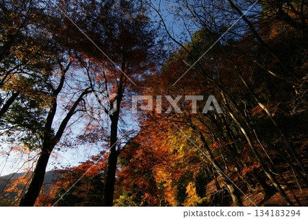 Tottori Shiki's Walk Autumn Chito Suwa Shrine 134183294