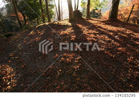 Tottori Shiki's Walk Autumn Chito Suwa Shrine 134183295