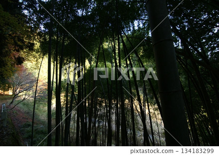Tottori Shiki的步行秋天Ch訪Su訪神社 Tottori Shiki的步行秋天Ch訪Su訪神社 134183299