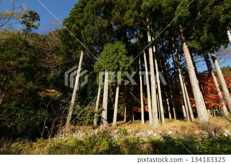 Tottori Shiki的步行秋天Ch訪Su訪神社 Tottori Shiki的步行秋天Ch訪Su訪神社 134183325