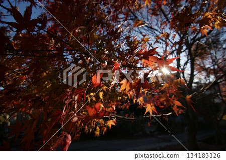 Tottori Shiki's Walk Autumn Chito Suwa Shrine Tottori Shiki's Walk Autumn Chito Suwa Shrine 134183326