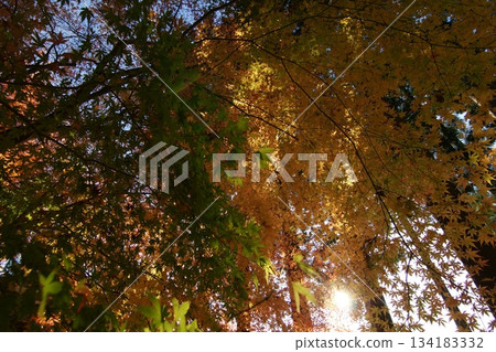 Tottori Shiki's Walk Autumn Chito Suwa Shrine 134183332