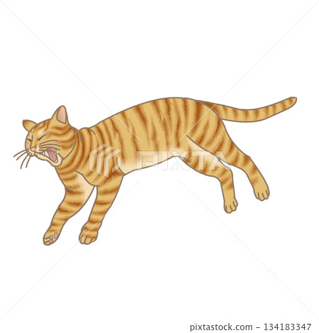 Yawning cat 134183347