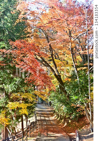 秋楓葉構成的隧道 134183354
