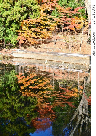 反映秋葉的池塘 134183355