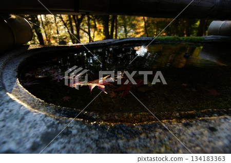 Tottori Shiki的步行秋天Ch訪Su訪神社 134183363