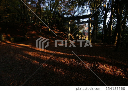 Tottori Shiki的步行秋天Ch訪Su訪神社 Tottori Shiki的步行秋天Ch訪Su訪神社 134183368