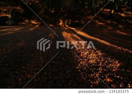 Tottori Shiki's Walk Autumn Chito Suwa Shrine Tottori Shiki's Walk Autumn Chito Suwa Shrine 134183375