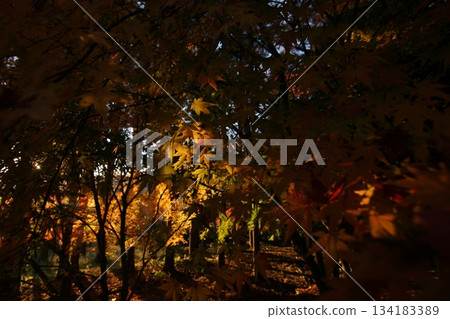 Tottori Shiki's Walk Autumn Chito Suwa Shrine Tottori Shiki's Walk Autumn Chito Suwa Shrine 134183389