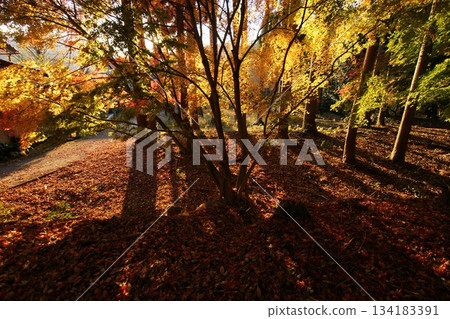 Tottori Shiki's Walk Autumn Chito Suwa Shrine 134183391