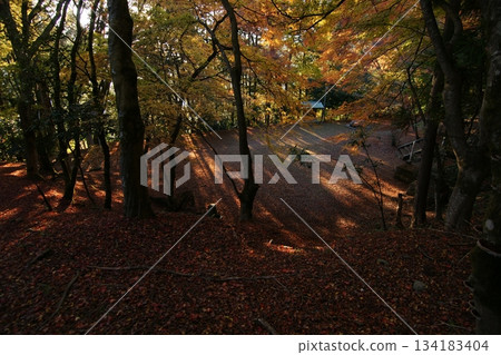 Tottori Shiki's Walk Autumn Chito Suwa Shrine Tottori Shiki's Walk Autumn Chito Suwa Shrine 134183404